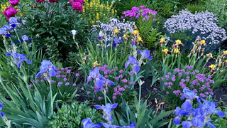 Рязанцев могут штрафовать на сотни тысяч рублей за одно растение