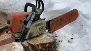 В Коврове 25-летний местный житель спилил 15 деревьев в лесном массиве рядом с улицей Еловой