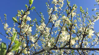 Погода на понедельник: +20 и вероятность грозы