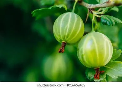 Озвучен рецепт эффективной борьбы с белым налетом на кустах смородины и крыжовника