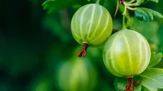 Озвучен рецепт эффективной борьбы с белым налетом на кустах смородины и крыжовника