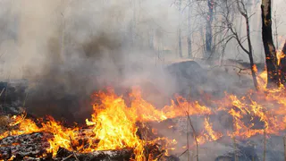 За выходные в Пензенской области сгорело 1,5 гектара леса