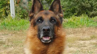 Владимирское УМВД ищет новый уютный дом для служебной собаки-пенсионера