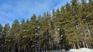 В Спасском лесничестве проверили состояние леса