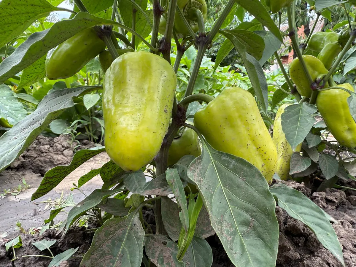 Настоящий фаворит вашего участка: крупные, мясистые и нереально вкусные перцы – любимый сорт среди огородников
