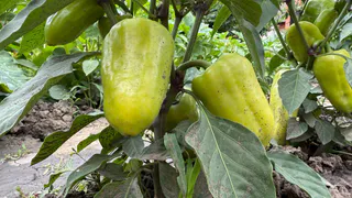 Настоящий фаворит вашего участка: крупные, мясистые и нереально вкусные перцы – любимый сорт среди огородников
