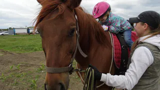 Верхом по Алеканово - конные прогулки для всех желающих