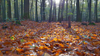 Прогноз синоптиков – какую погоду ждать рязанцам в начале недели