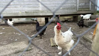 Одна обработка – и курятник очищен от клещей и блох: несушки счастливы и довольны – простое аптечное средство 