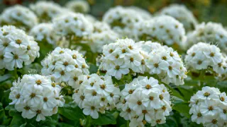 Цветет все лето: многолетняя красавица с пышными шапками цветов, украсит любую клумбу и букет — растёт на любой почве