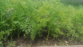 Морковь сразу пойдёт в рост: в первой половине июля полейте грядку этим раствором — первый шаг к урожаю