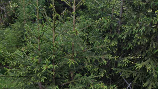 Огромные штрафы и уголовная ответственность: жителям Магнитогорска напомнили о последствиях за незаконную вырубку новогодних елей 