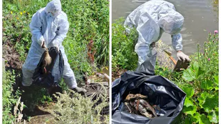 Ветинспекция не нашла болезни у погибших на Черезовских прудах уток