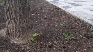 Сделано на совесть: в Наташкином парке после благоустройства из клумбы торчит арматура