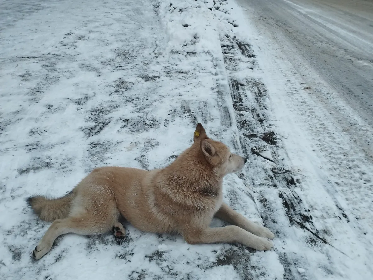 На страну обрушатся морозы в третьей декаде января: такой прогноз даёт Вильфанд