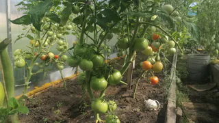 Особое опрыскивание - и томаты здоровы до конца сезона: секрет садоводов со стажем