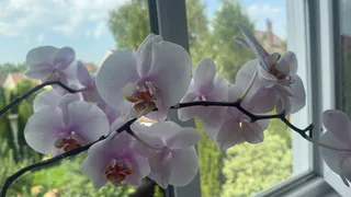 Один порошок спасает бутоны от опадания — но ошибка в дозировке обернётся бедой