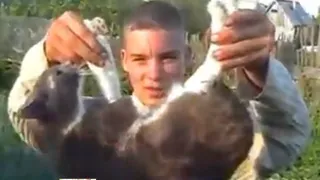 В Рязани садисты взорвали кота