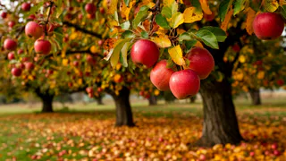 Подливаю под яблони в октябре 2 ведра раствора. Урожая летом будет в 3 раза больше, плоды крупные и наливные