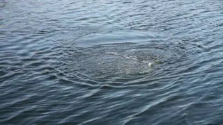 В рязанском посёлке Строитель в озере нашли труп мужчины 57 лет