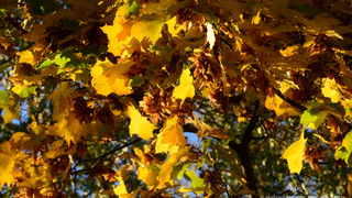 Бабье лето заглянуло - в понедельник будет 18-21 тепла