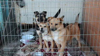 Четырехлапые голодают: приюты нуждаются в поддержке рязанцев