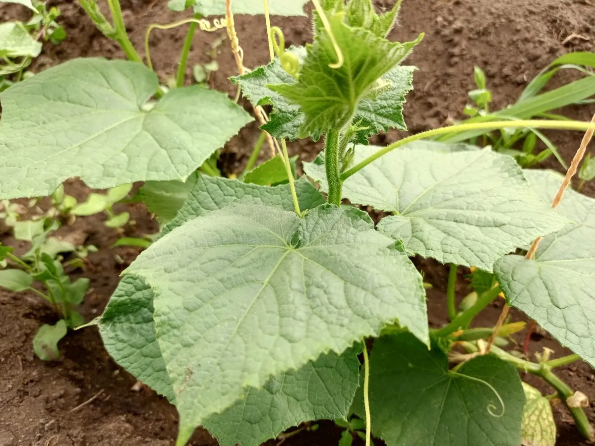 5 лавровых листов под куст – и огурцы растут как бешеные: свежие овощи с июня и до конца октября