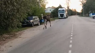 В Рязанской области лось замечен на улицах Касимова