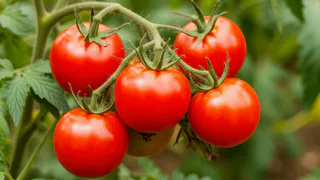 Если томаты скрутили листья — началось жирование: лью на ночь ковш под куст — уже утром всё «раскрутилось»