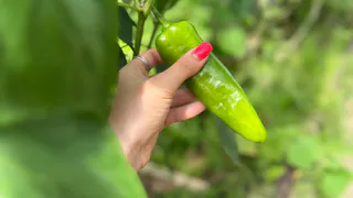 Беру лист алоэ и воду — семена перца всходят в 2 раза быстрее