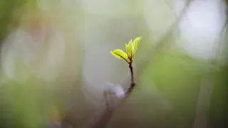 Прогноз на пятницу: в Рязани потеплеет до +19