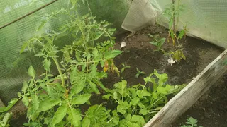 Узнала, как опытные дачники греют теплицу - и ахнула. Жаль, что сама не додумалась - классный лайфхак без проводов и пушек