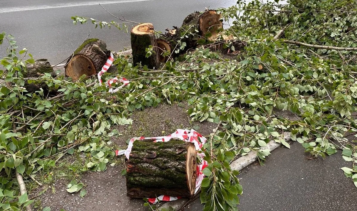 В Магнитогорске на проспекте Ленина убрали аварийные деревья