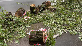 В Магнитогорске на проспекте Ленина убрали аварийные деревья