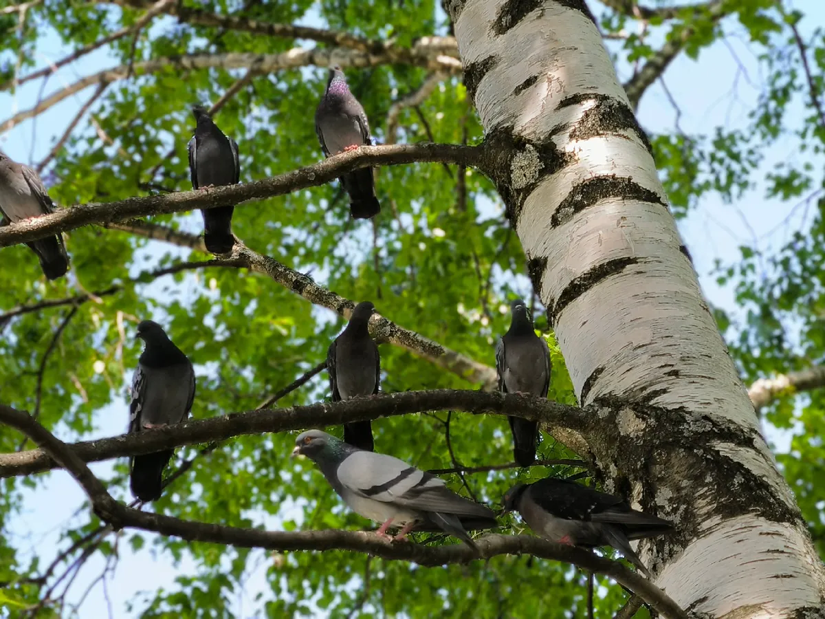 По сообщениям синоптиков, в Челябинскую область возвращается теплая погода