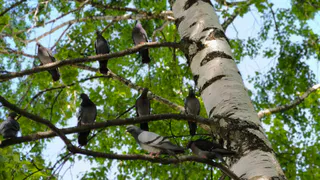 По сообщениям синоптиков, в Челябинскую область возвращается теплая погода