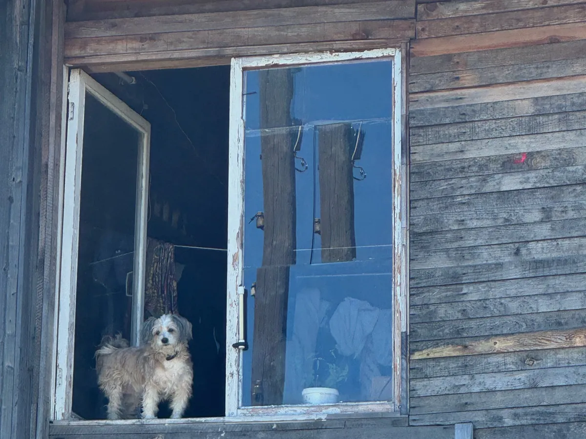 В Зеленодольском районе выделят более 10 млн на отлов и помощь бездомным животным