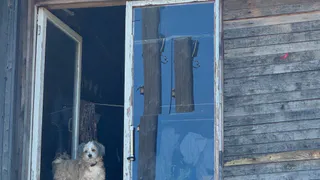 В Зеленодольском районе выделят более 10 млн на отлов и помощь бездомным животным

