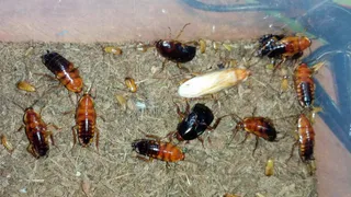 Тараканов в дело: в России может появиться хлеб из насекомых