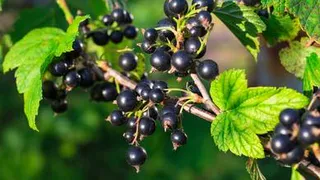 Как повысить урожай смородины в несколько раз