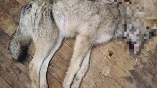 В Коми вблизи одного из сел охотники добыли волка