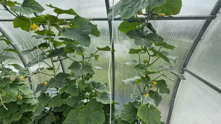 Льем содовый раствор на огурцы: какой эффект дает пищевая сода и в какое время необходимо вносить подкормку