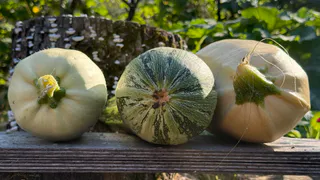 Приготовила кабачковый торт с пикантной начинкой: Семья благодарит, не останавливаясь - мой хит сезона