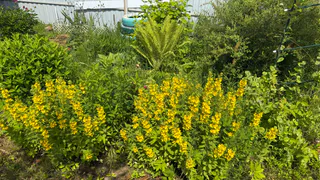 "И зачем так маяться, убери леску с триммера": сосед подсказал, как легко скосить траву и не тратиться на дорогую леску