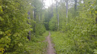 Съездил на сбор самого дорогого дикороса России: Финны и шведы дерутся за русскую ягоду — 10 тысяч рублей горсть