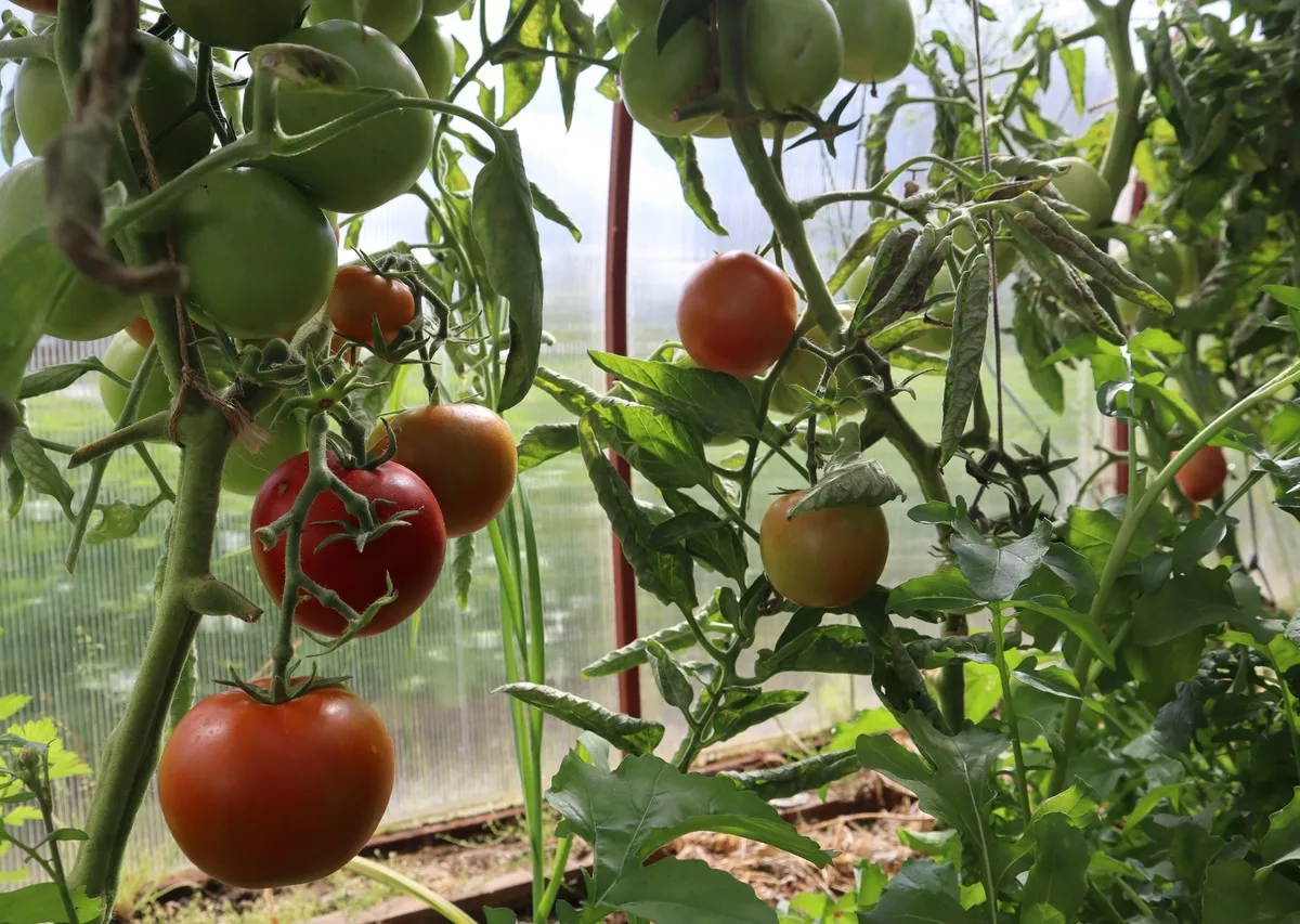 Магнитогорцы закупили почти 2,5 тысячи тонн овощей на осенних ярмарках