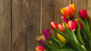 Владимирцам на заметку: цена тюльпанов почти сравнялась с розами