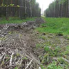 Лесозаготовителей накажут за опасное складирование отходов под Меленками