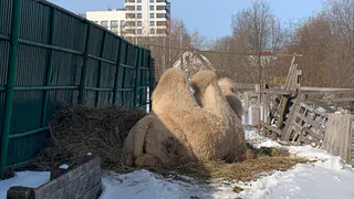 В рамках масштабной вакцинации животных в Чувашии привили 48 верблюдов