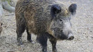 Вспышка африканской чумы свиней подтверждена на Южном Урале